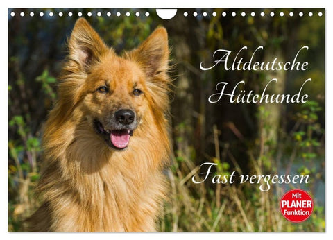 Altdeutsche Hütehunde - Fast vergessen (Wandkalender 2027 DIN A4 quer), CALVENDO Monatskalender