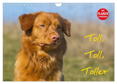 Toll, toll, Toller (Wandkalender 2027 DIN A4 quer), CALVENDO Monatskalender
