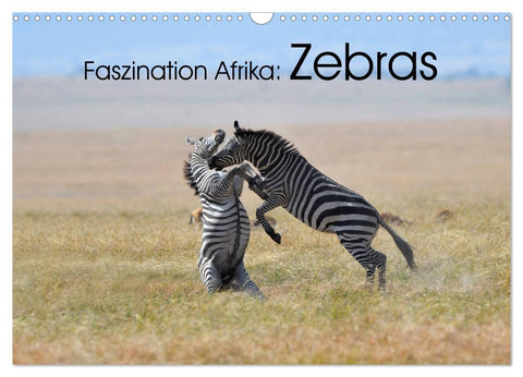 Faszination Afrika: Zebras (Wandkalender 2027 DIN A3 quer), CALVENDO Monatskalender