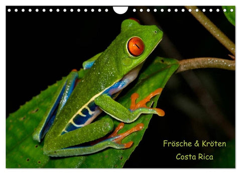 Frösche & Kröten Costa Rica (Wandkalender 2027 DIN A4 quer), CALVENDO Monatskalender