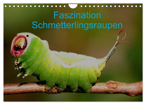 Faszination Schmetterlingsraupen (Wandkalender 2027 DIN A4 quer), CALVENDO Monatskalender