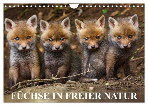 Füchse in freier Natur (Wandkalender 2027 DIN A4 quer), CALVENDO Monatskalender