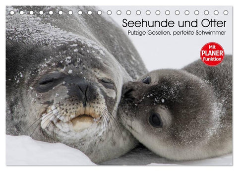 Seehunde und Otter. Putzige Gesellen, perfekte Schwimmer (Tischkalender 2026 DIN A5 quer), CALVENDO Monatskalender