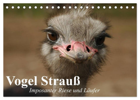 Vogel Strauß. Imposanter Riese und Läufer (Tischkalender 2027 DIN A5 quer), CALVENDO Monatskalender