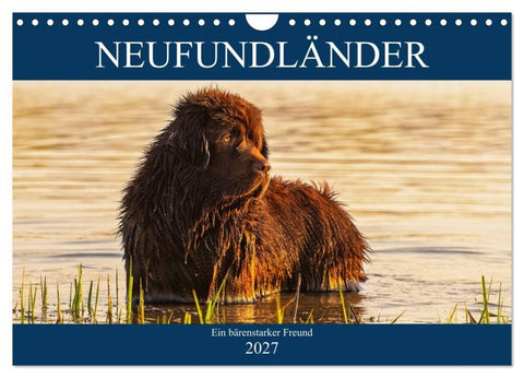 Neufundländer - Ein bärenstarker Freund (Wandkalender 2027 DIN A4 quer), CALVENDO Monatskalender