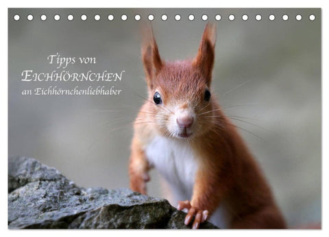 Tipps von Eichhörnchen an Eichhörnchenliebhaber (Tischkalender 2026 DIN A5 quer), CALVENDO Monatskalender