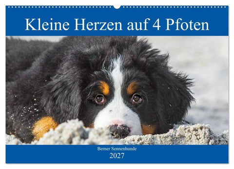 Kleine Herzen auf 4 Pfoten - Berner Sennenhunde (Wandkalender 2027 DIN A2 quer), CALVENDO Monatskalender