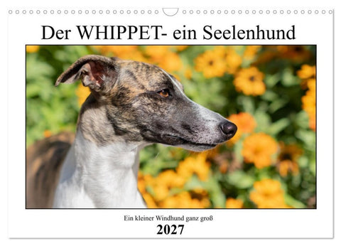 Der Whippet - ein Seelenhund (Wandkalender 2027 DIN A3 quer), CALVENDO Monatskalender
