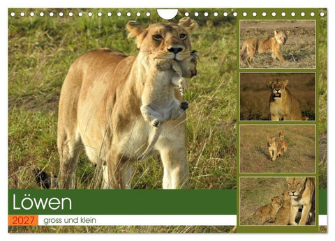 Löwen - gross und klein (Wandkalender 2027 DIN A4 quer), CALVENDO Monatskalender