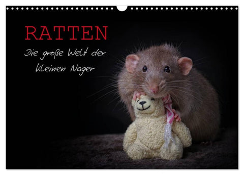 Ratten. Die große Welt der kleinen Nager (Wandkalender 2027 DIN A3 quer), CALVENDO Monatskalender