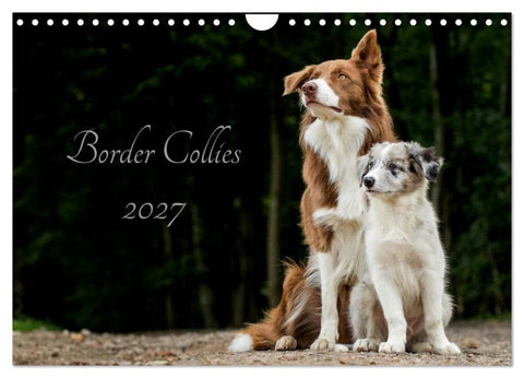 Border Collies 2027 (Wandkalender 2027 DIN A4 quer), CALVENDO Monatskalender
