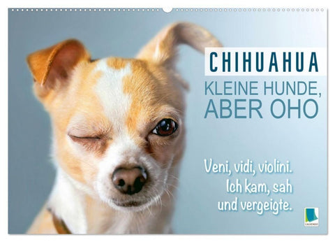 Chihuahua: Kleine Hunde, aber oho (Wandkalender 2027 DIN A2 quer), CALVENDO Monatskalender