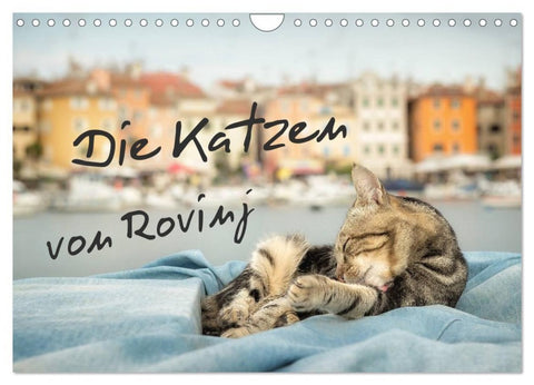 Die Katzen von Rovinj (Wandkalender 2027 DIN A4 quer), CALVENDO Monatskalender