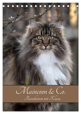 Maincoon & Co. - Rassekatzen mit Klasse (Tischkalender 2027 DIN A5 hoch), CALVENDO Monatskalender