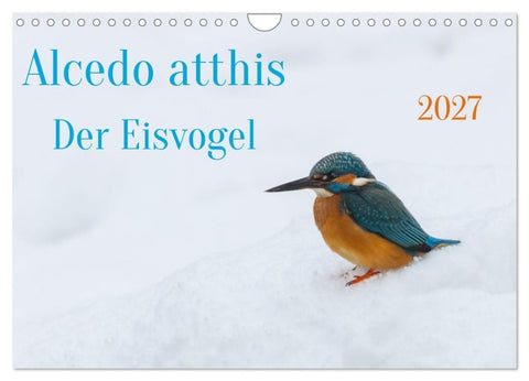 Alcedo atthis. Der Eisvogel (Wandkalender 2027 DIN A4 quer), CALVENDO Monatskalender