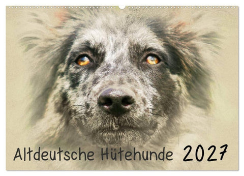 Altdeutsche Hütehunde 2027 (Wandkalender 2027 DIN A2 quer), CALVENDO Monatskalender