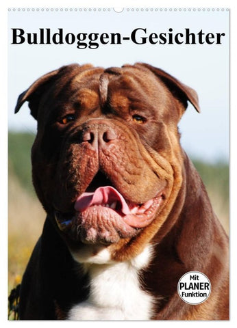 Bulldoggen-Gesichter (Wandkalender 2026 DIN A2 hoch), CALVENDO Monatskalender