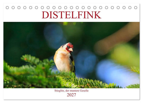 Distelfink (Tischkalender 2027 DIN A5 quer), CALVENDO Monatskalender