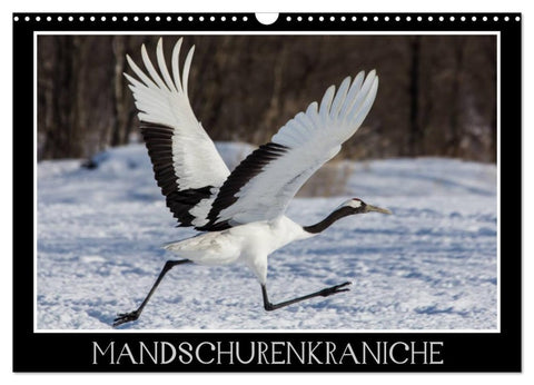 Mandschurenkraniche (Wandkalender 2026 DIN A3 quer), CALVENDO Monatskalender