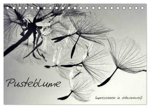 Pusteblume - Impressionen in schwarzweiß (Tischkalender 2027 DIN A5 quer), CALVENDO Monatskalender