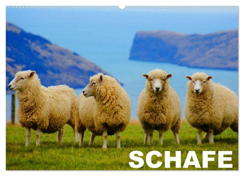 Schafe / Geburtstagskalender (Wandkalender 2026 DIN A2 quer), CALVENDO Monatskalender
