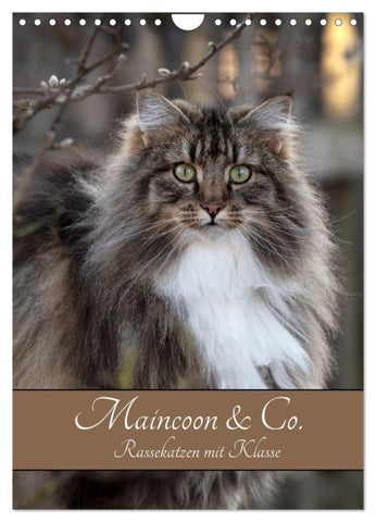 Maincoon & Co. - Rassekatzen mit Klasse (Wandkalender 2027 DIN A4 hoch), CALVENDO Monatskalender
