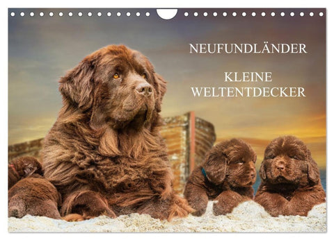 Neufundländer - Kleine Weltentdecker (Wandkalender 2027 DIN A4 quer), CALVENDO Monatskalender