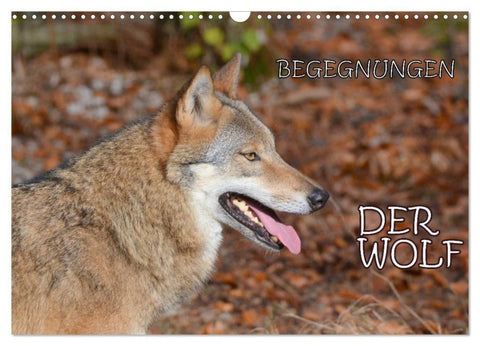 Begegnungen DER WOLF (Wandkalender 2027 DIN A3 quer), CALVENDO Monatskalender
