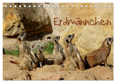 Erdmännchen (Tischkalender 2026 DIN A5 quer), CALVENDO Monatskalender