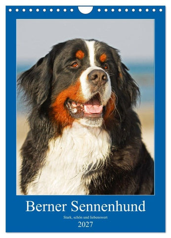 Berner Sennenhund - stark , schön und liebenswert (Wandkalender 2027 DIN A4 hoch), CALVENDO Monatskalender