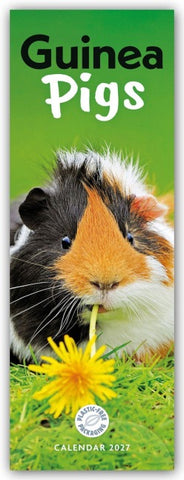 Guniea Pigs – Meerschweinchen 2027 – Slimline-Kalender