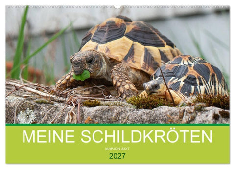 Meine Schildkröten (Wandkalender 2027 DIN A2 quer), CALVENDO Monatskalender