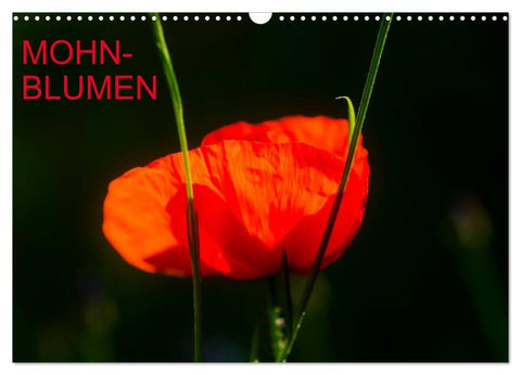 Mohnblumen (Wandkalender 2026 DIN A3 quer), CALVENDO Monatskalender