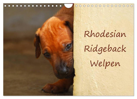Rhodesian Ridgeback Welpen (Wandkalender 2027 DIN A4 quer), CALVENDO Monatskalender