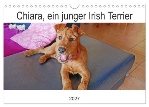 Chiara, ein junger Irish Terrier (Wandkalender 2027 DIN A4 quer), CALVENDO Monatskalender