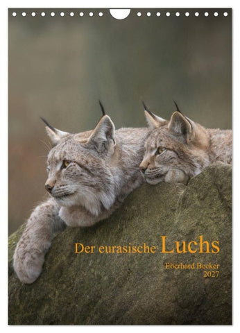 Der eurasische Luchs (Wandkalender 2027 DIN A4 hoch), CALVENDO Monatskalender
