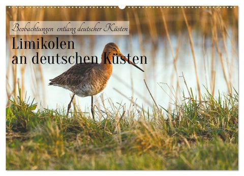 Limikolen an deutschen Küsten (Wandkalender 2027 DIN A2 quer), CALVENDO Monatskalender