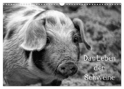 Das Leben der Schweine (Wandkalender 2027 DIN A3 quer), CALVENDO Monatskalender