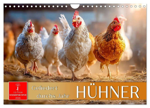 Hühner - gefiedert durchs Jahr (Wandkalender 2026 DIN A4 quer), CALVENDO Monatskalender