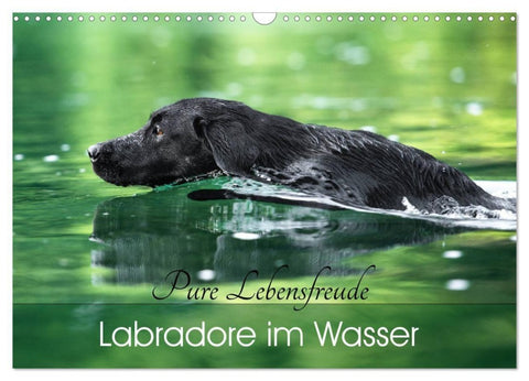 Labradore im Wasser (Wandkalender 2027 DIN A3 quer), CALVENDO Monatskalender