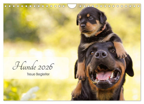 Hunde 2026 - Treue Begleiter (Wandkalender 2026 DIN A4 quer), CALVENDO Monatskalender