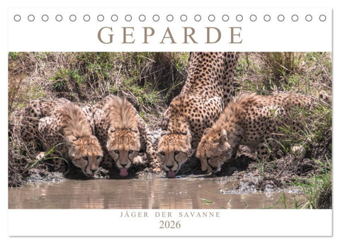 Geparde - Jäger der Savanne (Tischkalender 2026 DIN A5 quer), CALVENDO Monatskalender