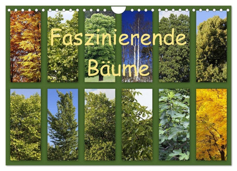 Faszinierende Bäume (Wandkalender 2027 DIN A4 quer), CALVENDO Monatskalender