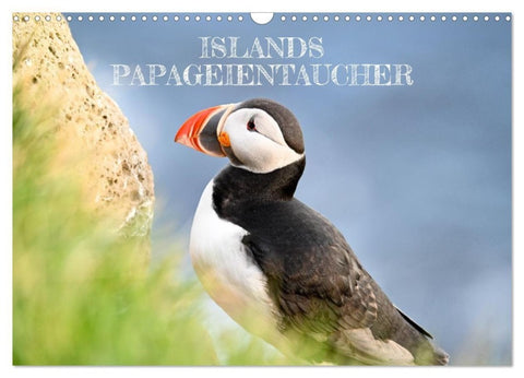 Islands Papageientaucher (Wandkalender 2027 DIN A3 quer), CALVENDO Monatskalender