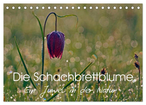 Die Schachbrettblume (Tischkalender 2027 DIN A5 quer), CALVENDO Monatskalender