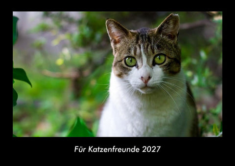 Für Katzenfreunde 2027 Fotokalender DIN A3