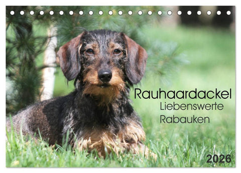 Liebenswerte Rabauken - Rauhaardackel (Tischkalender 2026 DIN A5 quer), CALVENDO Monatskalender