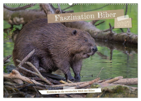 Faszination Biber (Wandkalender 2027 DIN A2 quer), CALVENDO Monatskalender