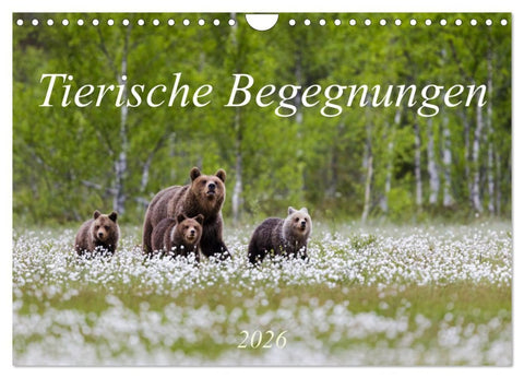 Tierische Begegnungen (Wandkalender 2026 DIN A4 quer), CALVENDO Monatskalender
