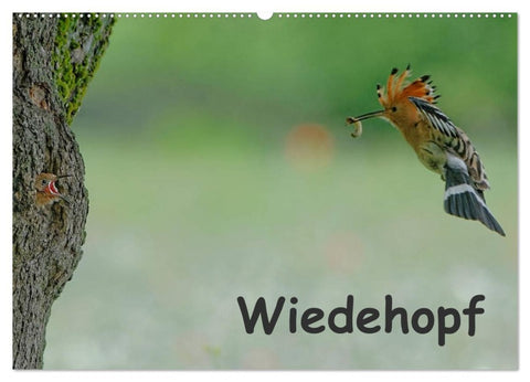 Wiedehopf (Wandkalender 2026 DIN A2 quer), CALVENDO Monatskalender